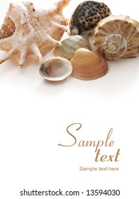 shells on white background