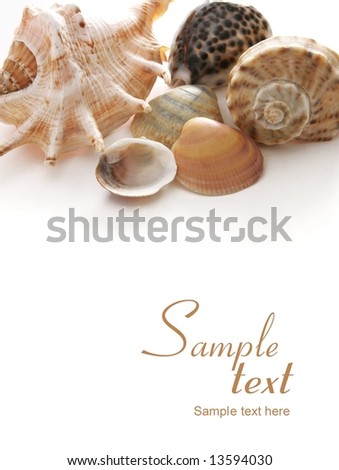 shells on white background