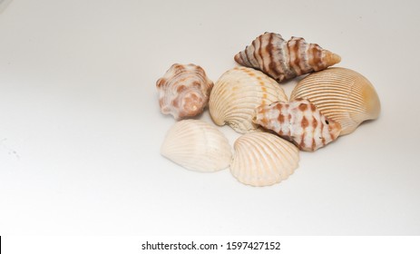 shells photo with plain background and shell picked from beach sea life