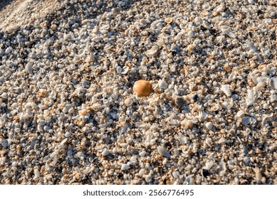Shells are piled up on the beach. Background and texture.