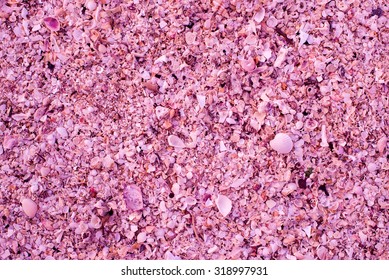 Shells - Pink - Sand