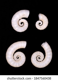 Shells Of Rams Horn Squid On Black Background