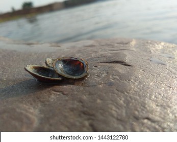 Shells At River Bank Of Indravati River