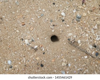 Shells in the sand on the beach background. Top view