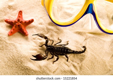 Shells, sand and scorpion