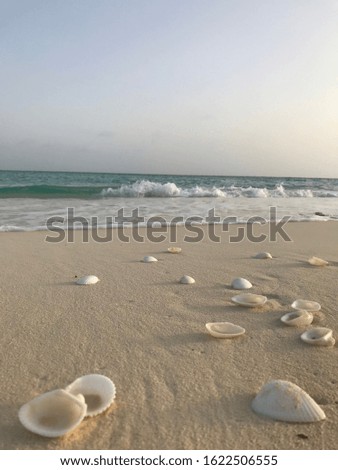 Shells scattered on the beach