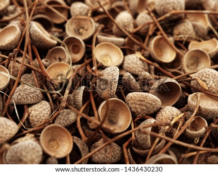 Similar – Dried poppy seed capsules on an old metal plate