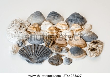 Shells and snails, beachcombing finds, on a white background, perspective