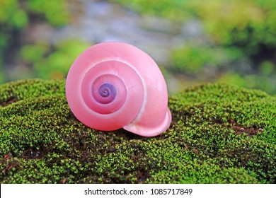 shells-snails-pink-tree-calocochlia-260nw-1085717849.jpg