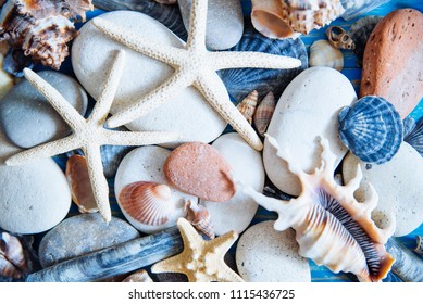 shells texture. summer concept. close up