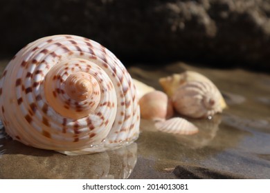 Shells At Torquay  Beach Series