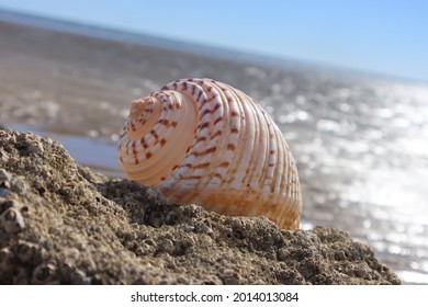 Shells At Torquay  Beach Series