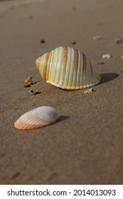 Shells At Torquay  Beach Series