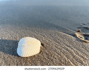 Shells washed ashore on the beach by the waves are a regular natural occurrence on the sea when you visit.
