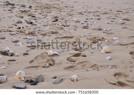 Shells washed up on a beach