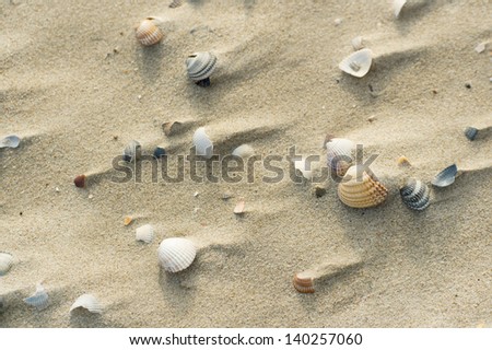 Shells at windy beach in the sand