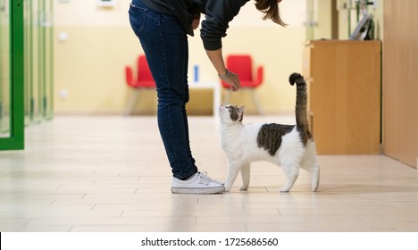 Shelter Cat Gets Pet By Human