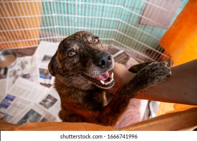 Shelter Dog Begging For Attention At An Adoption Fair. Rescued Animal Love.