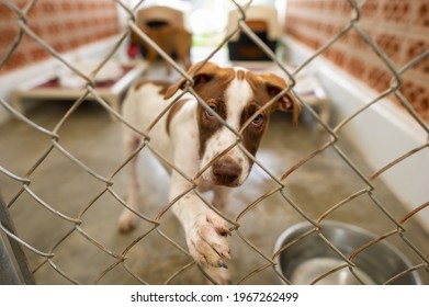 A Shelter Dog Is Looking Through It's Fenced Enclosure With A Longing Look On It's Face