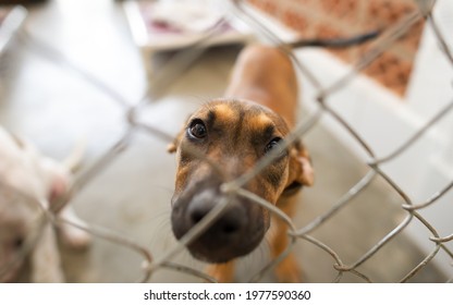 A Shelter Dog Is Looking Through It's Fenced Enclosure With A Longing Look On It's Face