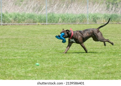 Shelter dog running with toy