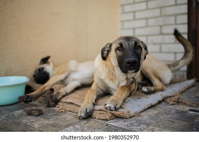 Shelter Dog Sad Adopt. Homeless Dog At The Shelter