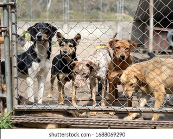 Shelter of dogs collected from different breeds abandoned. Some people abandon their pets, which roam the streets until they are taken to a kennel.