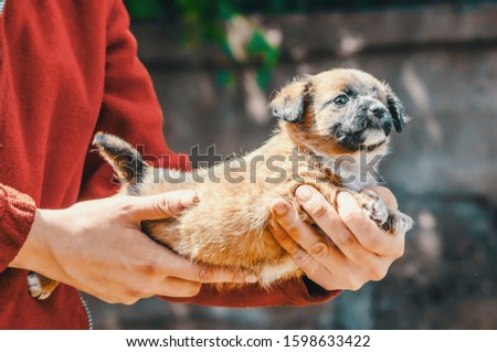 shelter purebred one-eyed puppy in the arms of woman wears red jacket