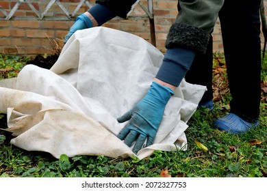 Shelter Roses For The Winter. Frost Protection For Garden Plants. Autumn Garden Work. Gloved Hands