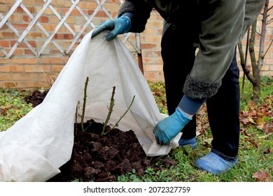 Shelter roses for the winter. Frost protection for garden plants. Autumn garden work. Gloved hands - Shutterstock ID 2072327759