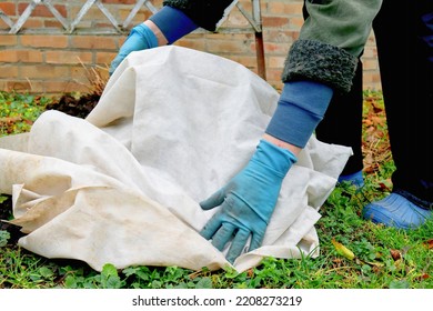 Shelter Roses For The Winter. Frost Protection For Garden Plants. Autumn Garden Work