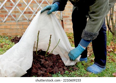 Shelter Roses For The Winter. Frost Protection For Garden Plants