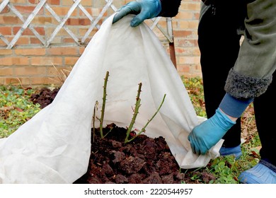 Shelter Roses For The Winter. Frost Protection For Garden Plants. Autumn Garden Work.