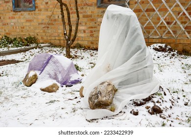 Shelter roses for the winter. Frost protection for garden plants. Autumn garden work. - Powered by Shutterstock