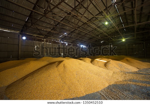 Shelter for storage of corn and grain products.\
Large heaps of grain are built under the roof in the old granary.\
Old technologies are agricultural in the countries of Eastern\
Europe and Russia