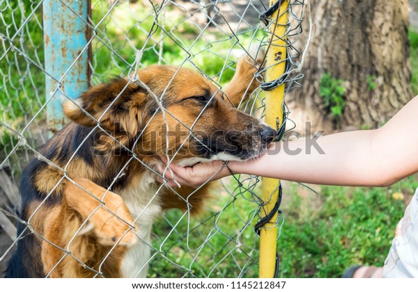 Shelter for stray dogs. Homeless dog\
in aviary is happy with new owner. Volunteers hand with homeless\
dog outdoors. Concept of volunteering and animal\
shelters