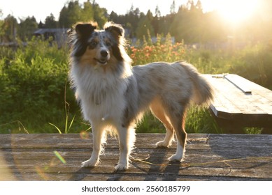 A sheltie dog with a collar is sitting in the grass - Powered by Shutterstock - Get 15% off with code: PIKWIZARD15