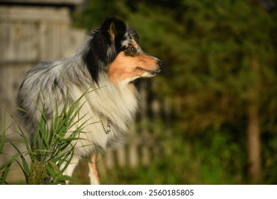 A sheltie dog with a collar is sitting in the grass - Powered by Shutterstock - Get 15% off with code: PIKWIZARD15