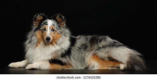 sheltie 画像 写真素材 ベクター画像 shutterstock