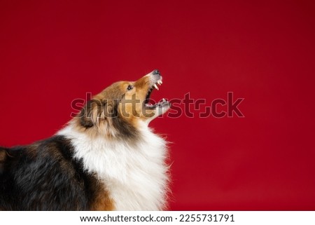 Sheltie dog on red background studio photo. Shetland shepherd dog photo. Dog barking