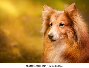 Sheltie Dog Pet Sheepdog Lassie