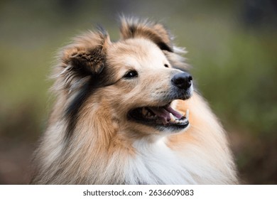 Sheltie dog portrait with a blurry forest bacground - Powered by Shutterstock - Get 15% off with code: PIKWIZARD15