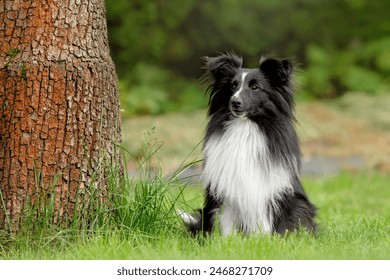 Sheltie dog portrait. Domestic pet sitting on the green grass. Shetland Sheepdog outdoors on grass. - Powered by Shutterstock