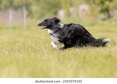 Sheltie dog running on the grass - Shutterstock ID 2310374133