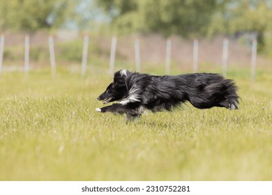 Sheltie dog running on the grass - Shutterstock ID 2310752281