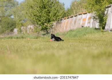 Sheltie dog running on the grass - Shutterstock ID 2311747847