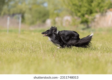 Sheltie dog running on the grass - Shutterstock ID 2311748013
