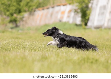 Sheltie dog running on the grass - Shutterstock ID 2313915403