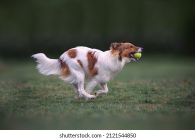 Sheltie dog running with tennisball in mouth - Powered by Shutterstock