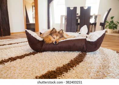 Sheltie Dog Sleep In Dog Basket